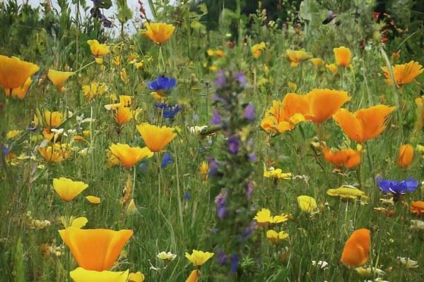 wild flowers